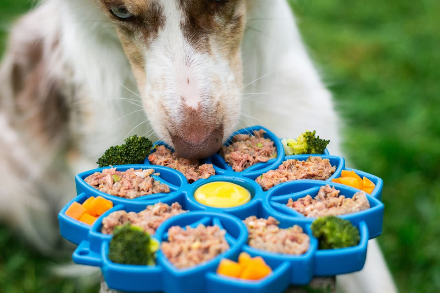 Hund frisst aus einer Futterschale mit Fleisch, Brokkoli, Karottenwürfeln und Eigelb