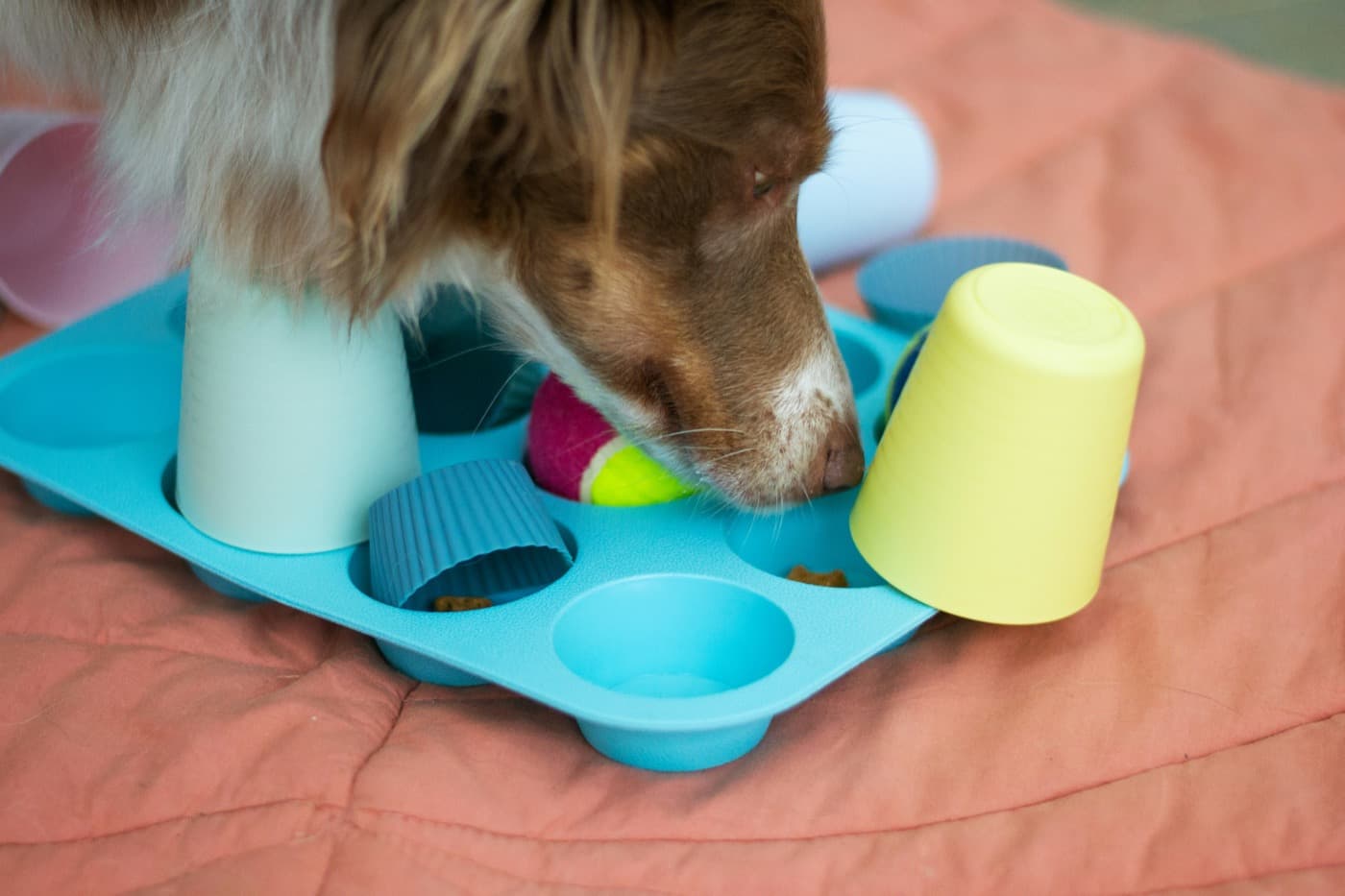 Hund sucht mit der Nase im Muffinblech nach Futter, einige Mulden sind mit Bechern und Tennisbällen abgedeckt