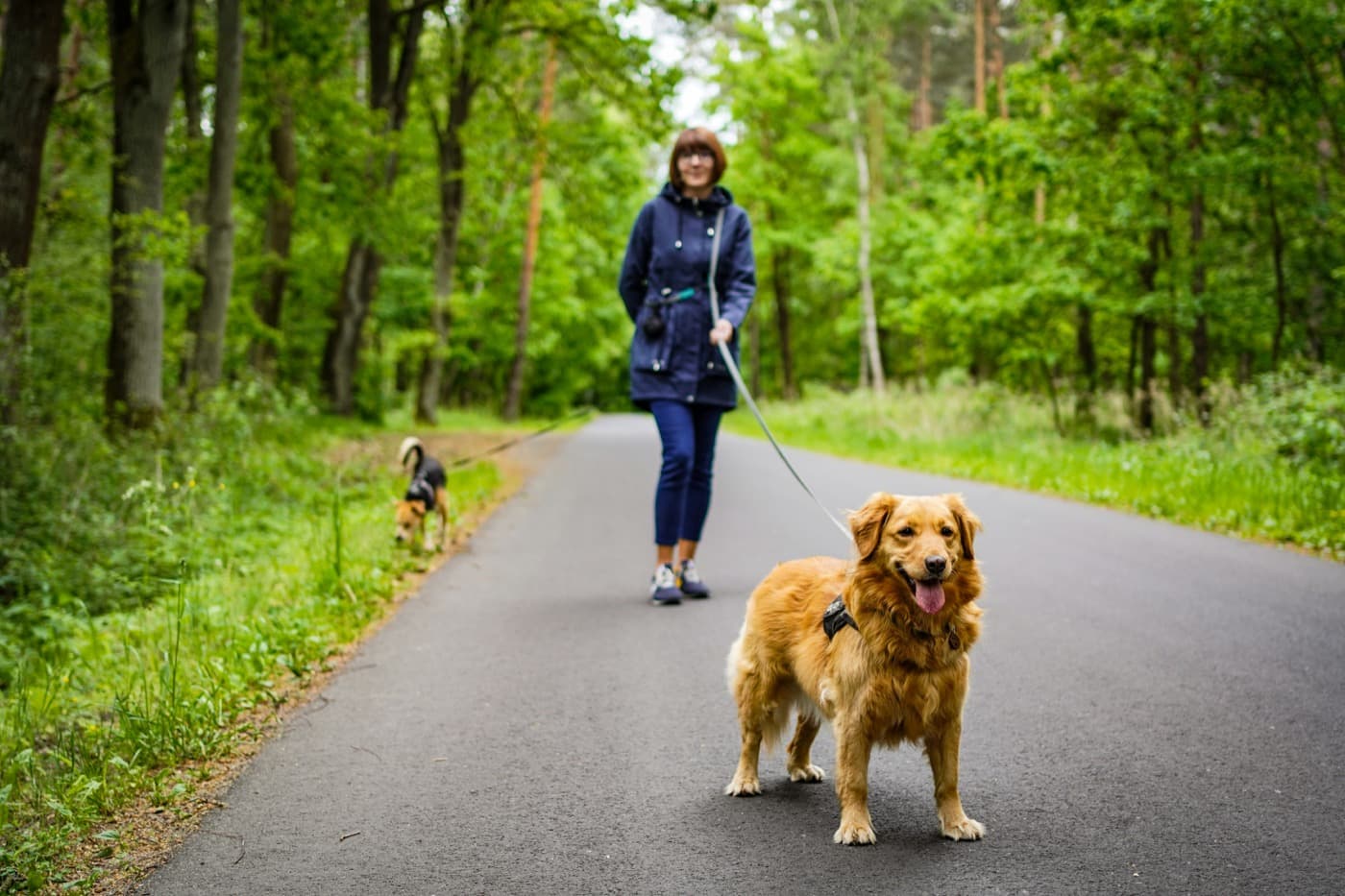 Frau geht mit zwei angeleinten Hunden auf einem Waldweg spazieren