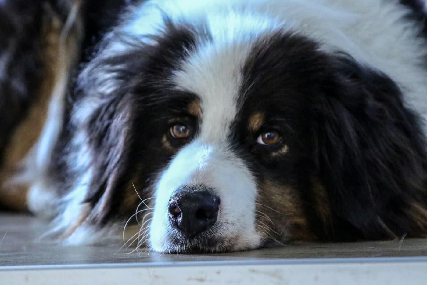 Dreifarbiger, langhaariger Hund liegt mit dem Kopf auf dem Boden und schaut in die Kamera