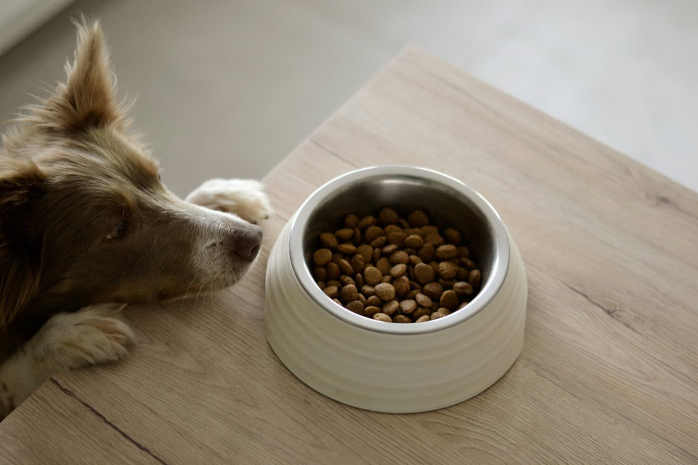 Hund legt den Kopf auf den Tisch und schnuppert an einem Napf mit Trockenfutter