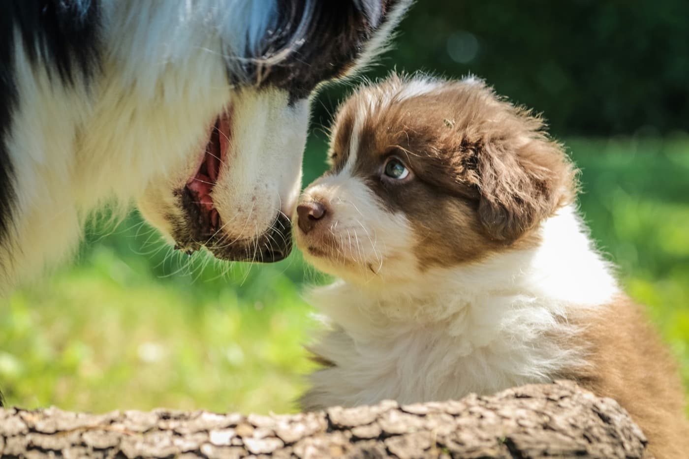Ein braun-weißer Welpe und ein erwachsener Hund berühren sich auf einer Wiese mit den Nasen