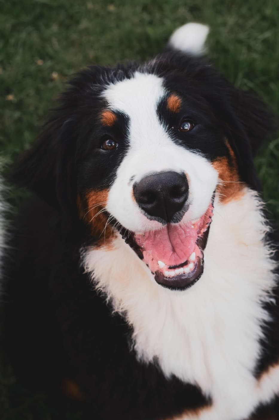 Berner Sennenhund sitzt auf einer Wiese und schaut mit offenem Maul nach oben
