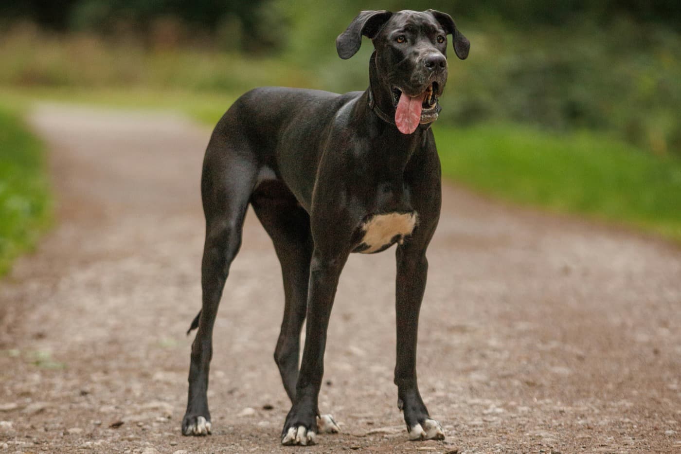 Schwarze Deutsche Dogge steht auf einem Waldweg und schaut zur Seite