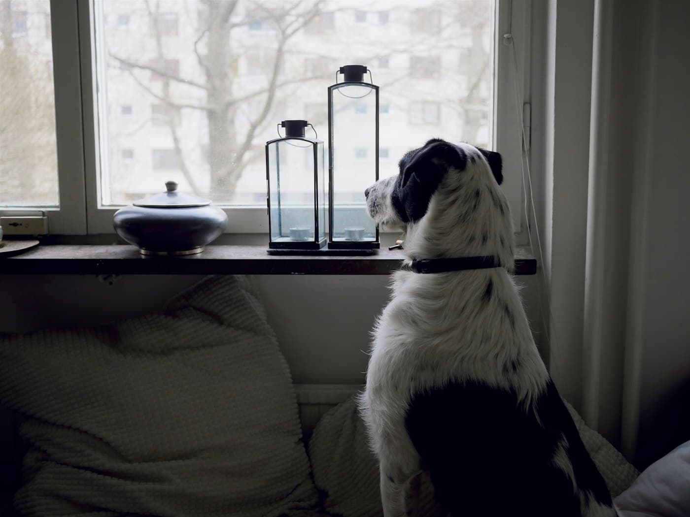 Hund sitzt in der Wohnung und schaut aus dem Fenster