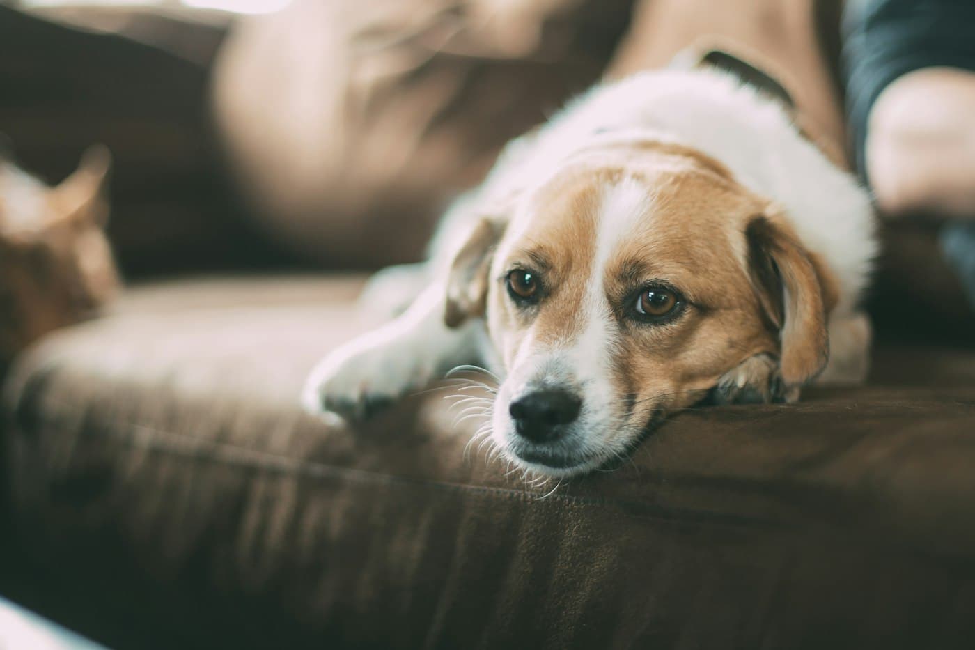 Hund liegt entspannt auf dem Sofa