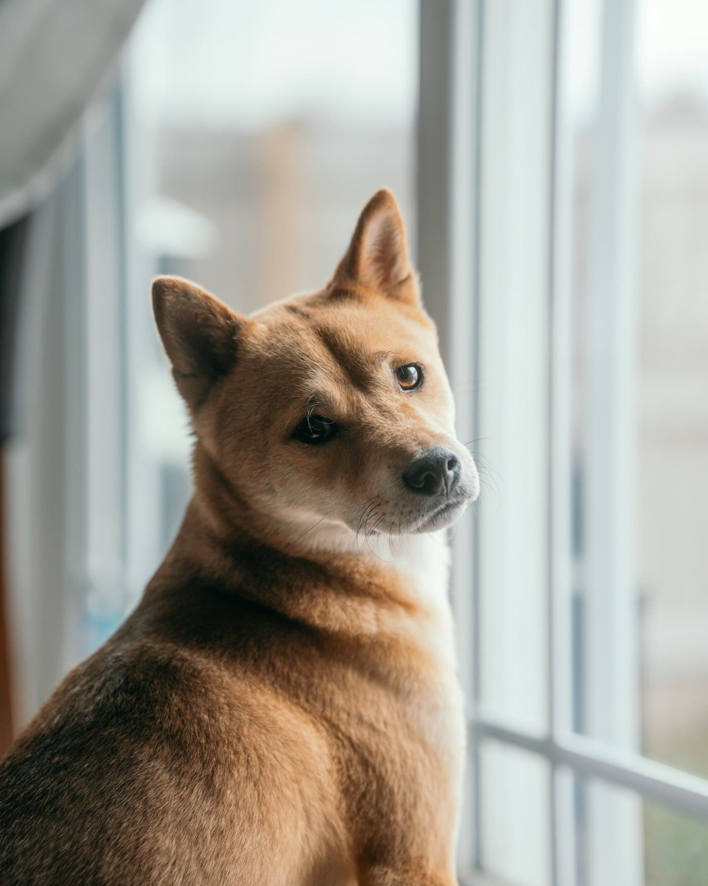 Hund sitzt ruhig am Fenster und schaut zur Seite