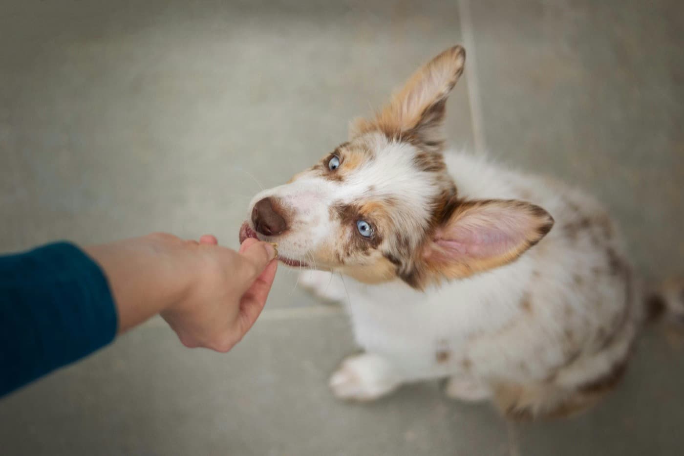 Eine Hand gibt einem jungen, gefleckten Hund ein Leckerli, der Hund schaut dabei nach oben