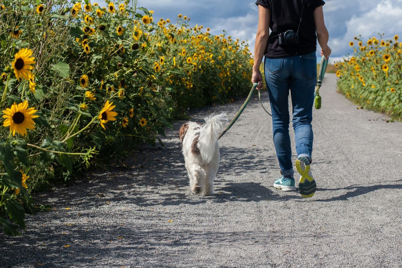 Kleiner weißer Hund läuft an lockerer Leine neben einem Menschen über einen Kiesweg zwischen Sonnenblumen