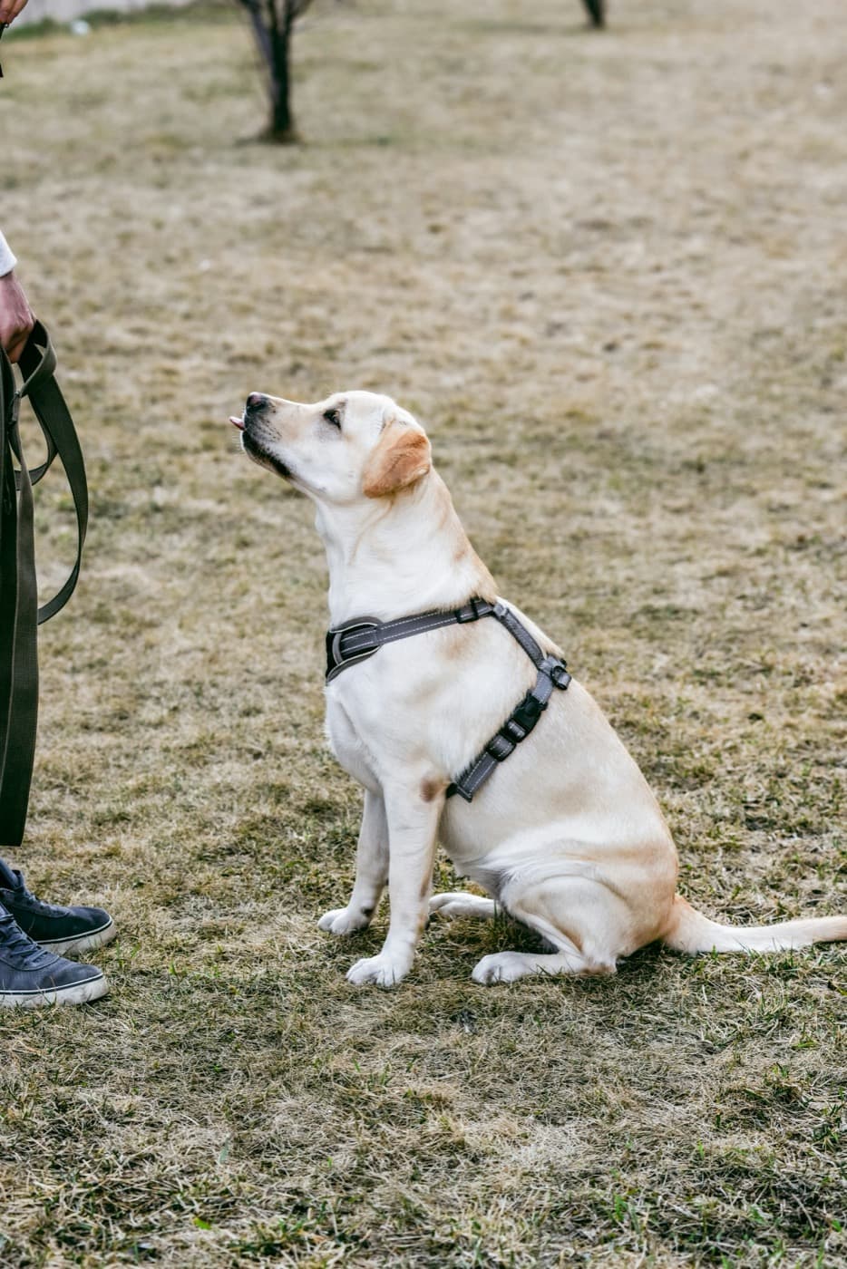 Ein heller Hund mit Brustgeschirr sitzt auf einer Wiese neben seinem Menschen und schaut aufmerksam nach oben