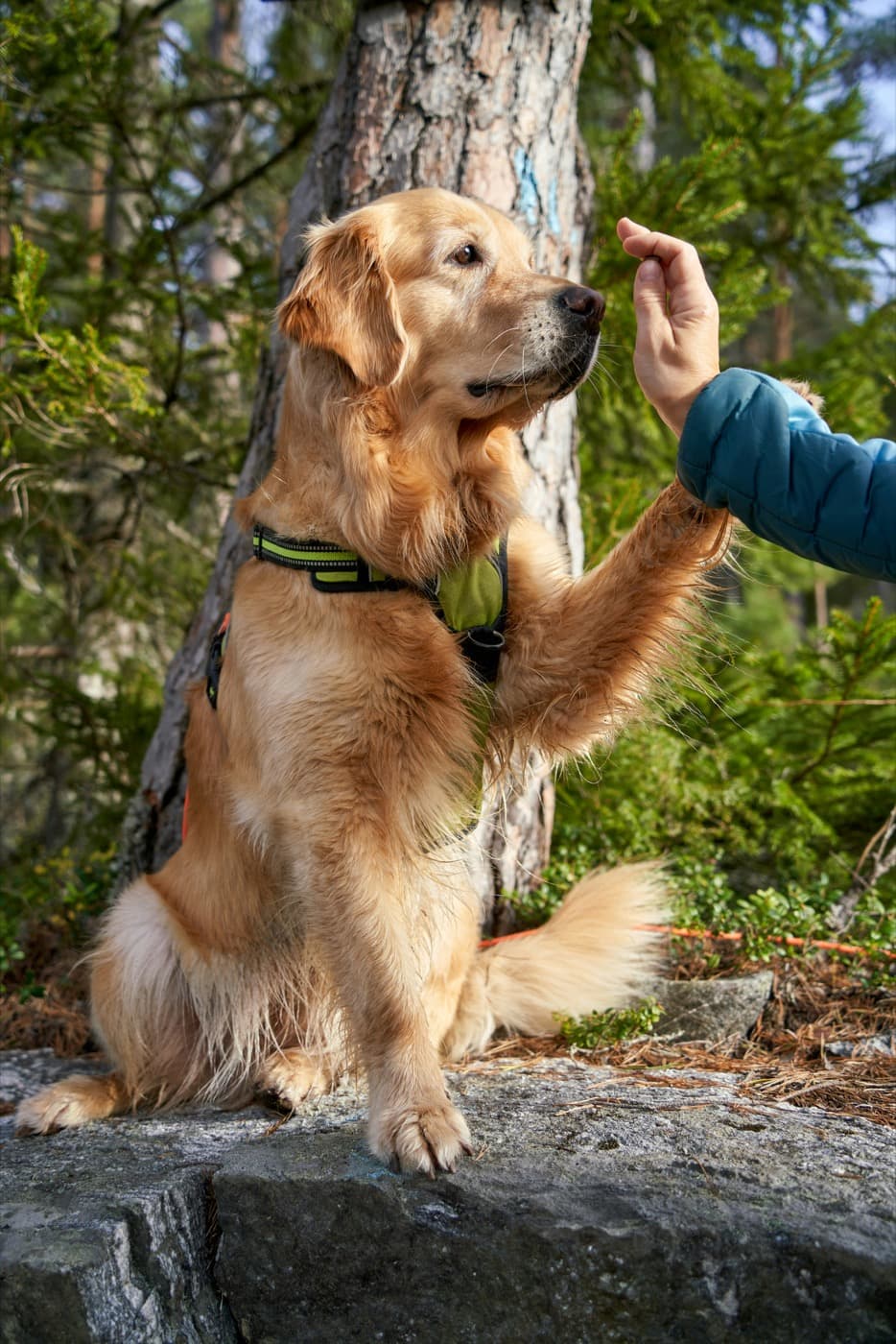 Golden Retriever sitzt im Wald und gibt einer Hand ein High Five