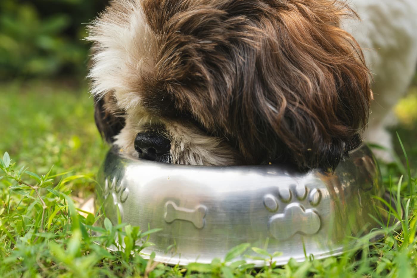 Langhaariger Hund steckt den Kopf tief in einen Edelstahlnapf und frisst im Gras