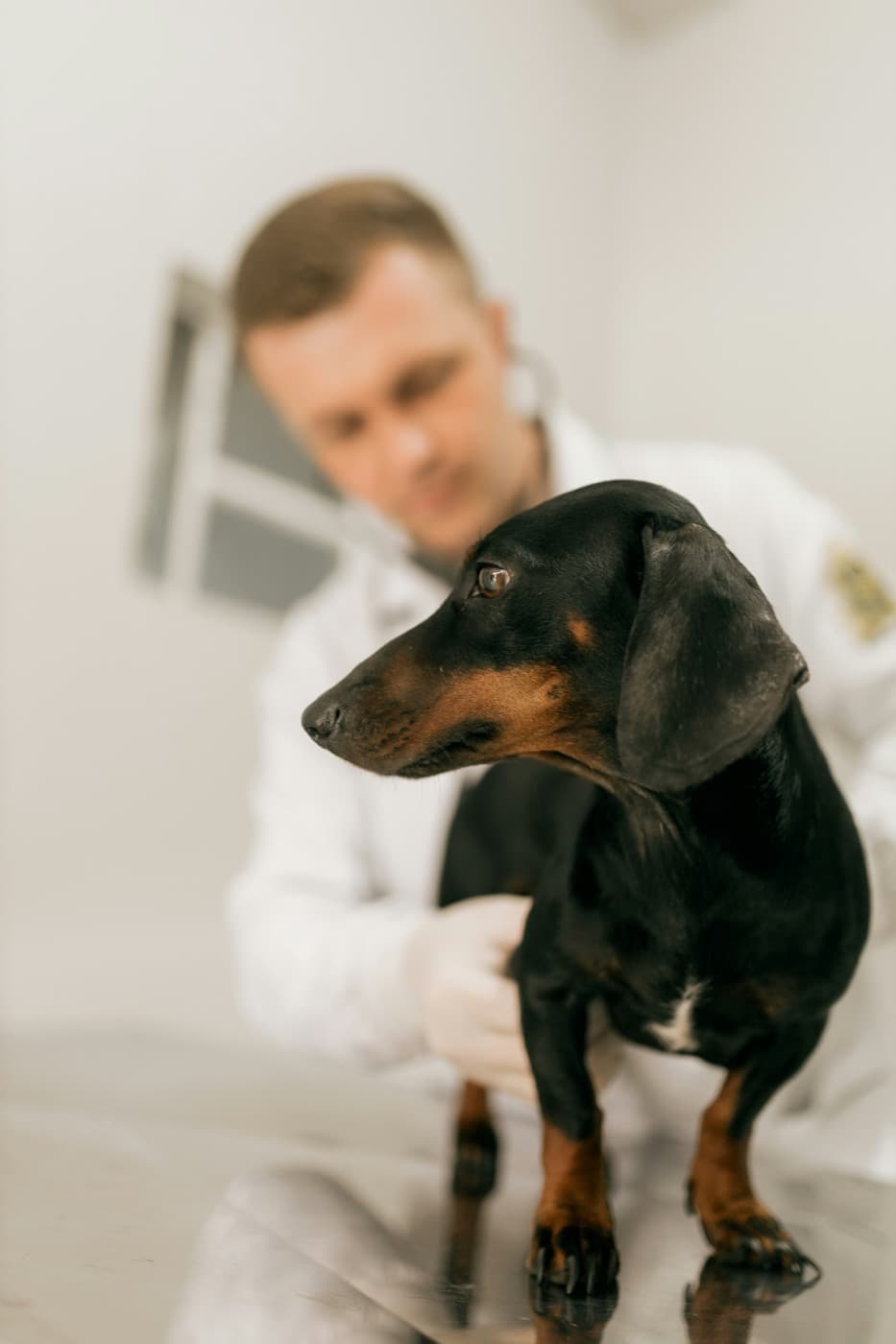 Schwarz-brauner, kurzhaariger Hund steht auf dem Behandlungstisch, dahinter hört ein Tierarzt ihn mit dem Stethoskop ab