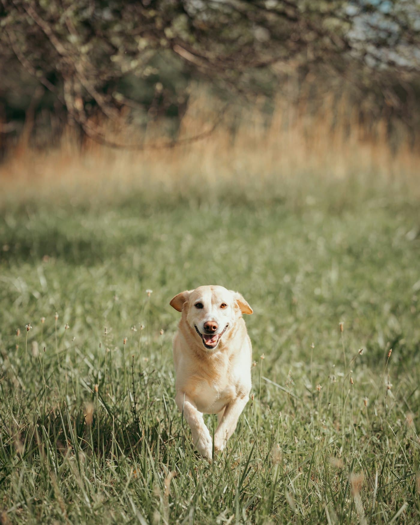 Heller Hund läuft fröhlich über eine Wiese