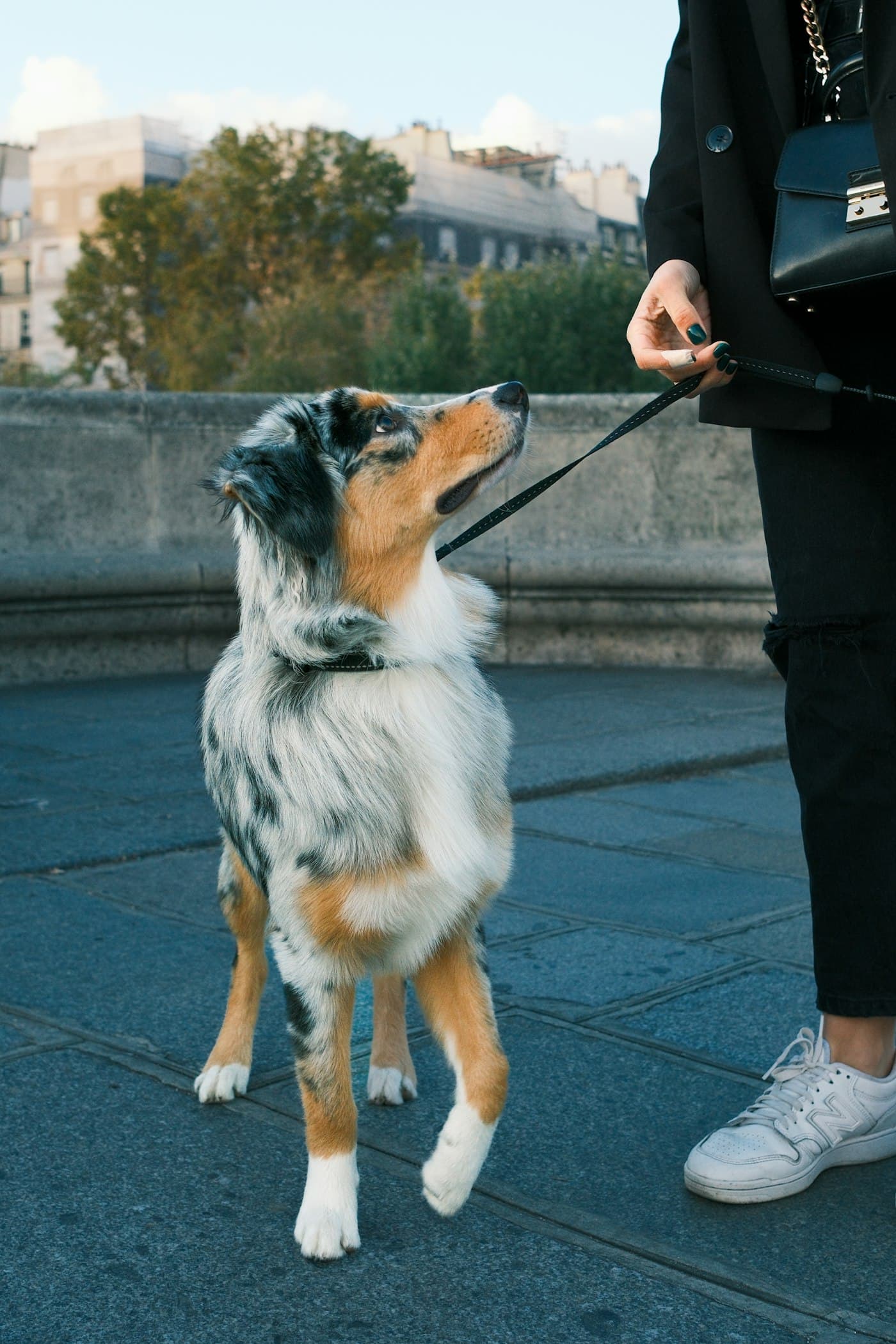 Junger Hund an der Leine schaut zu seiner Halterin hoch