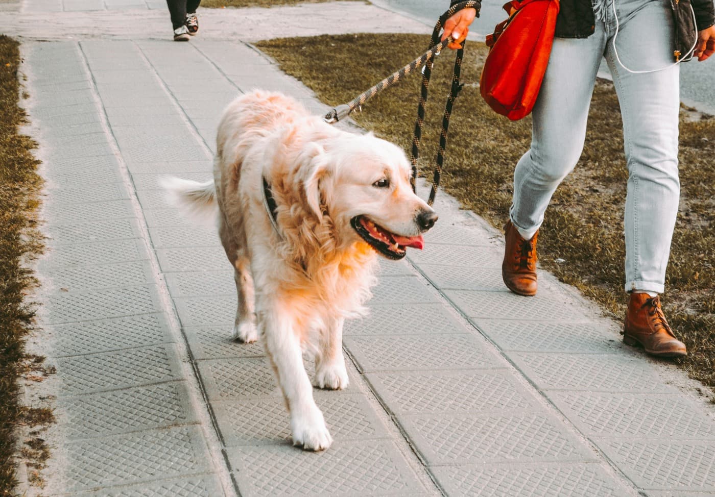 Golden Retriever läuft auf dem Gehweg an der Leine neben einer Person