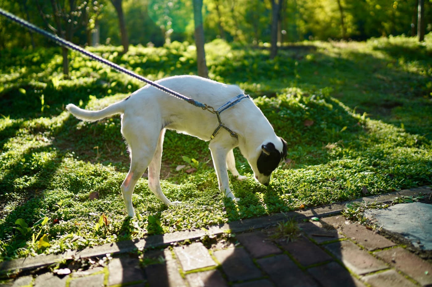 Weißer Hund im Geschirr schnüffelt an lockerer Leine im Gras