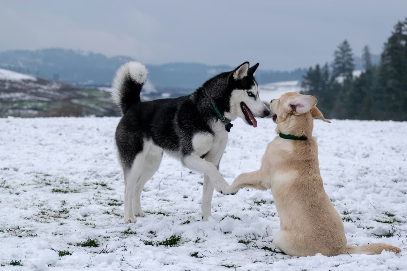 Ein Husky und ein heller Hund spielen im Schnee