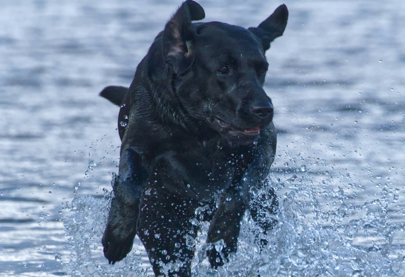 Schwarzer Labrador rennt durch flaches Wasser, das um seine Beine spritzt