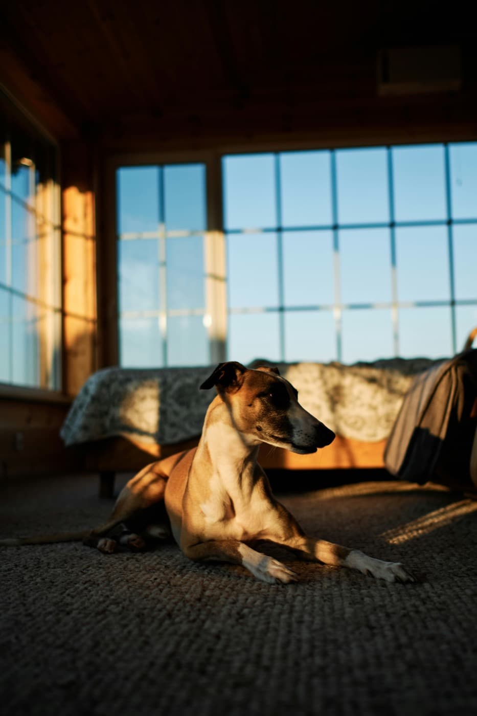 Windhund liegt ruhig in der Abendsonne auf einem Teppich
