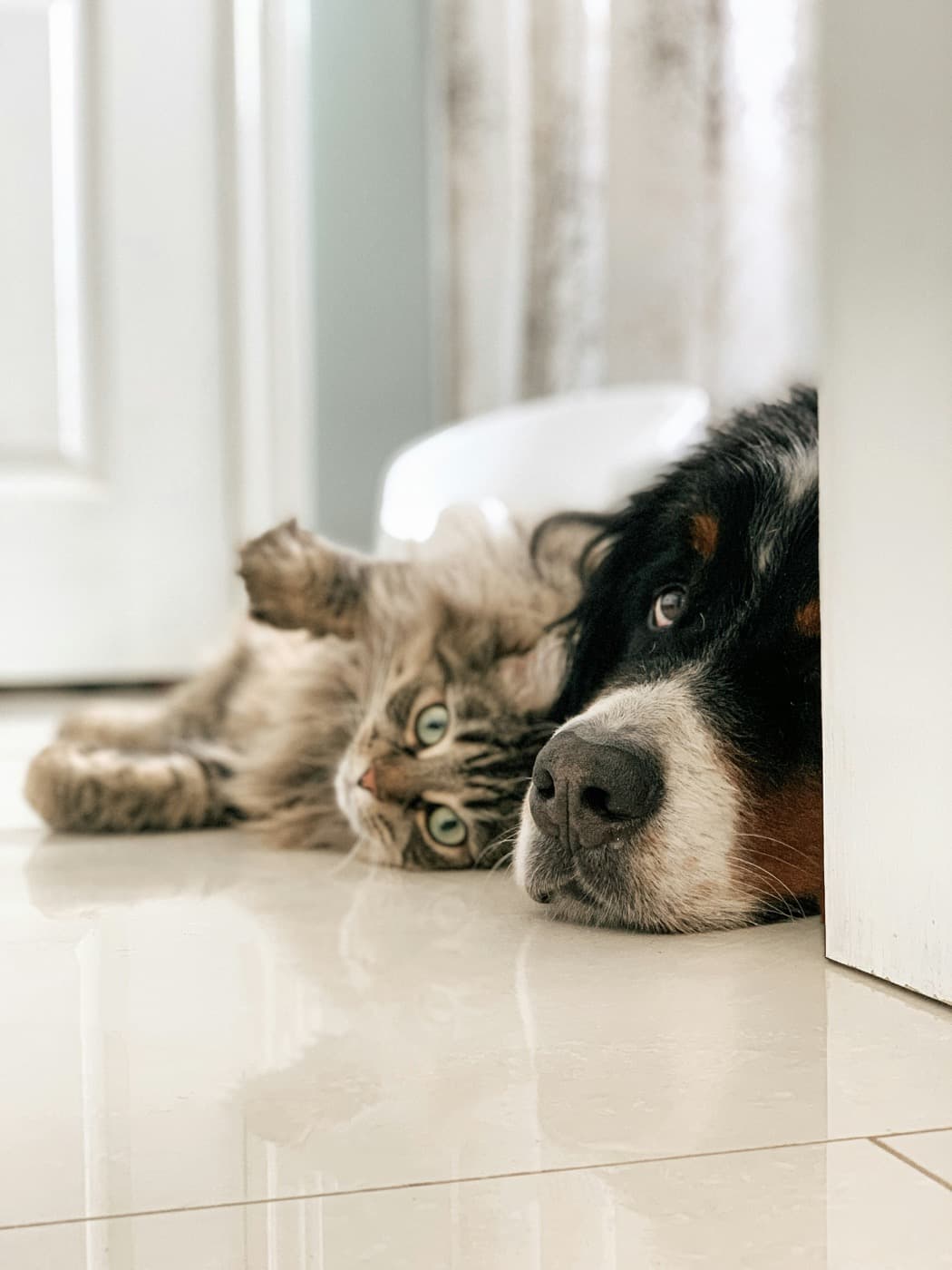 Berner Sennenhund liegt mit dem Kopf auf dem Fliesenboden, dahinter liegt eine getigerte Katze