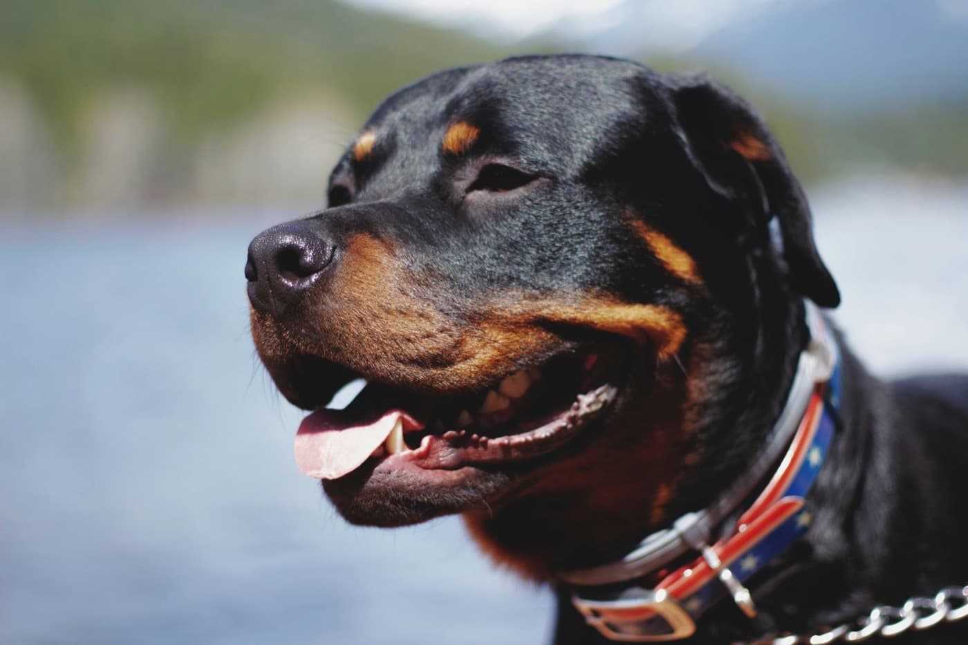 Kopf eines Rottweilers mit Halsband im Profil, im Hintergrund ein See