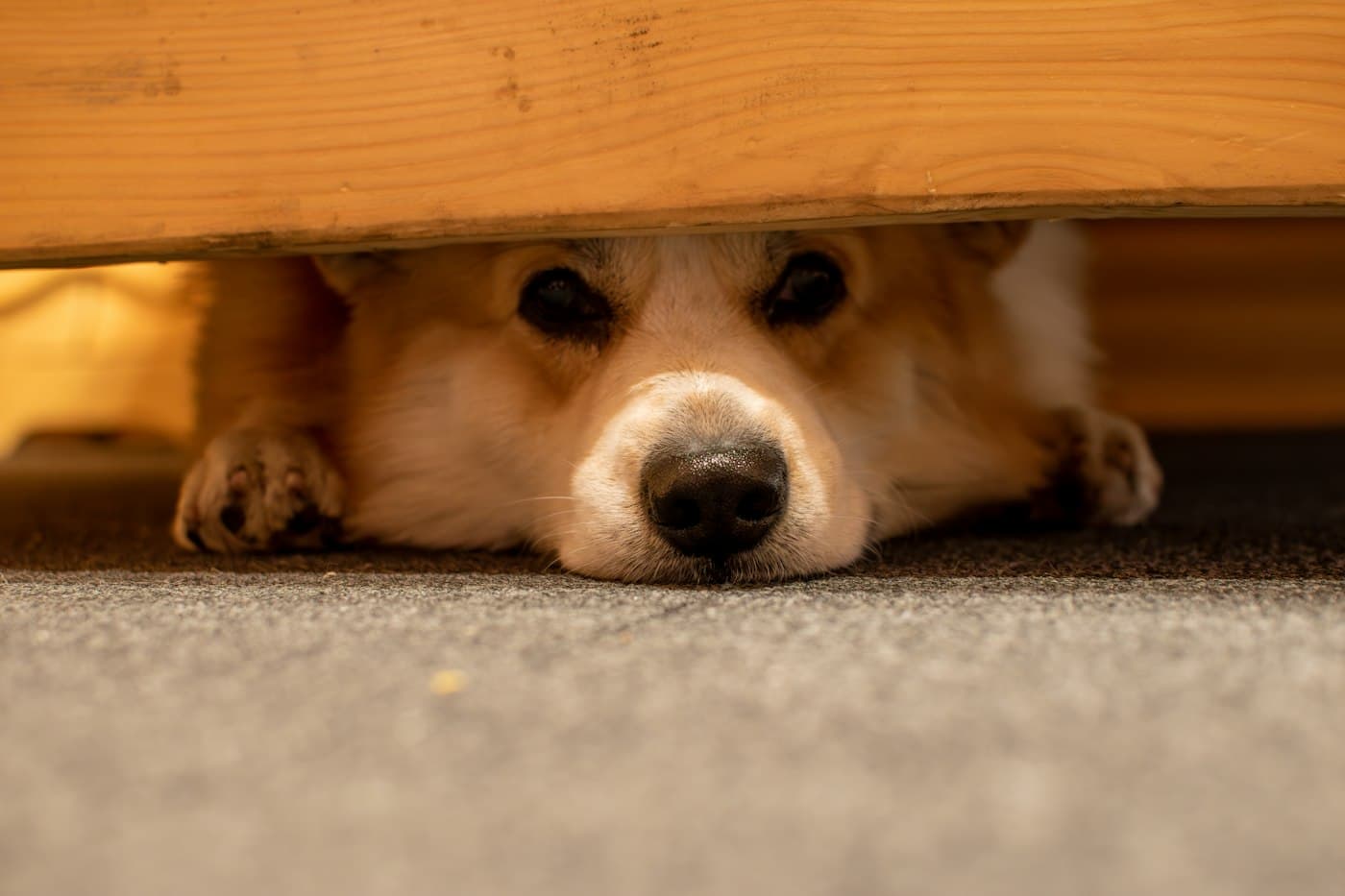 Hund liegt unter einem Holztisch und schaut hervor