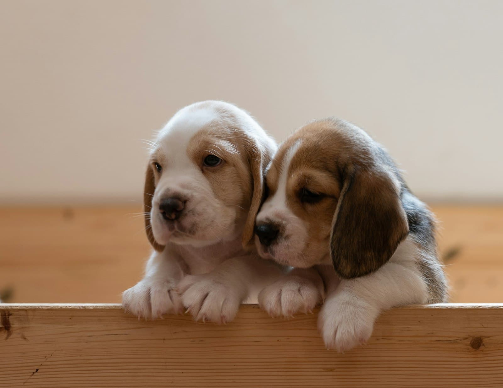 Zwei Beagle-Welpen schauen über eine Holzkante