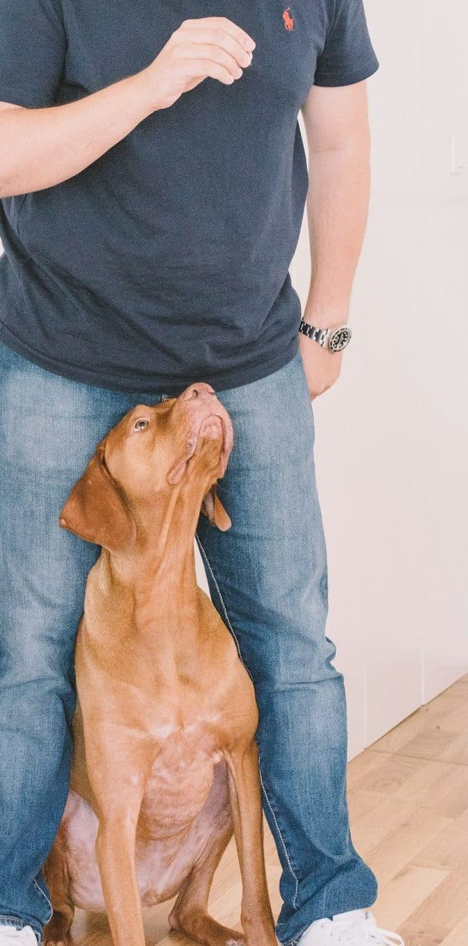 Hund sitzt vor seinem Menschen und schaut aufmerksam nach oben