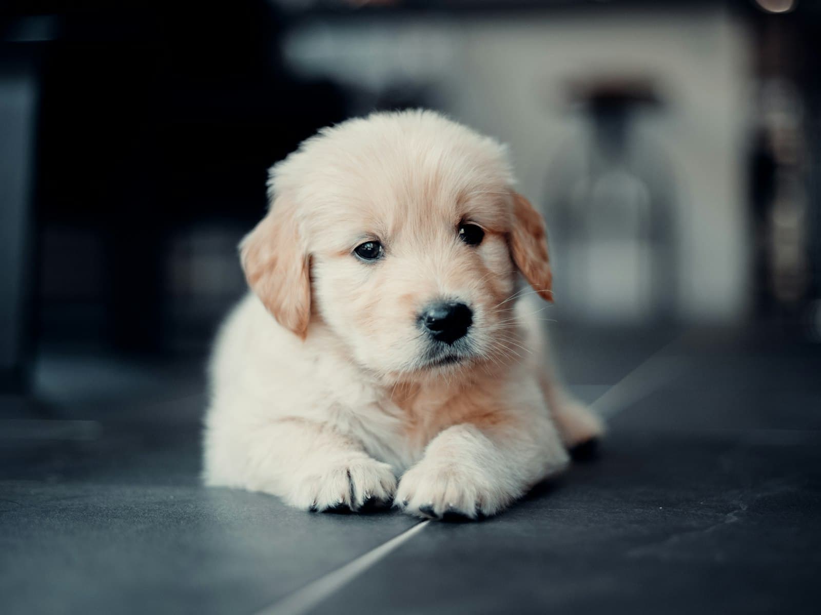 Golden-Retriever-Welpe sitzt auf einem dunklen Boden