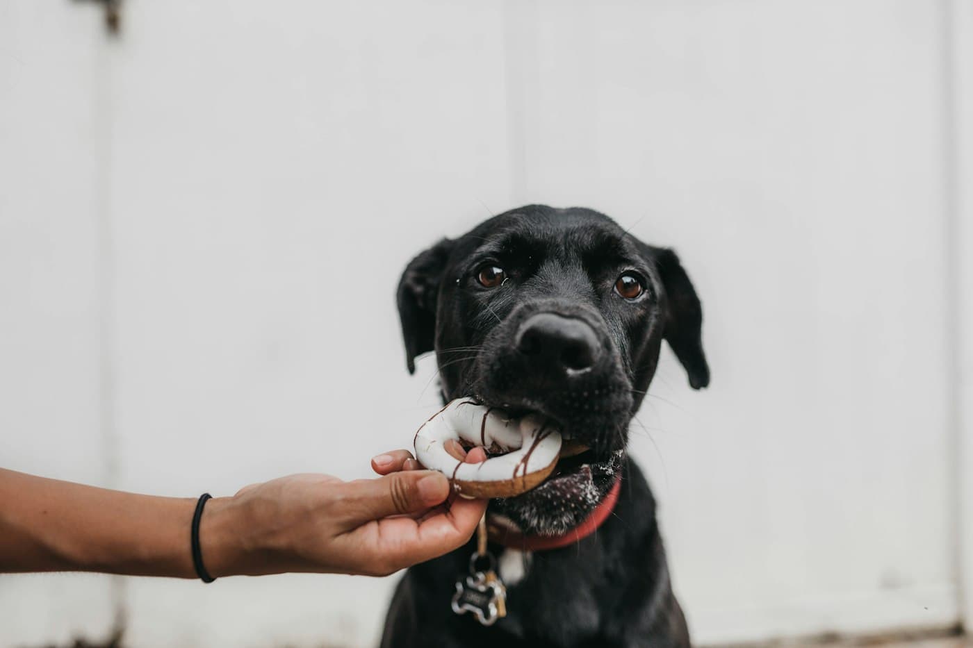 Junger schwarzer Hund kaut an einem Spielzeug aus der Hand