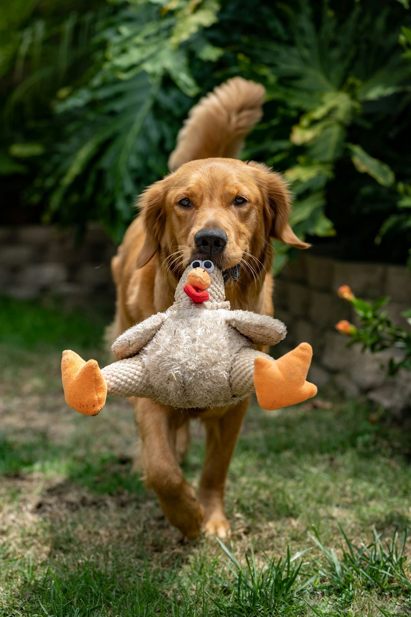 Golden Retriever trägt ein Stofftier über den Rasen