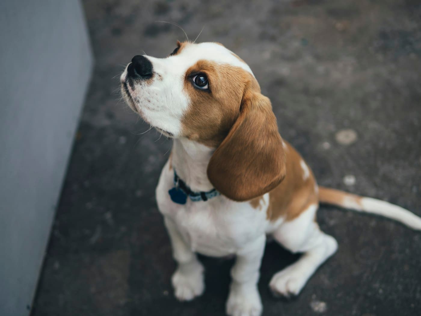 Beagle-Welpe sitzt und schaut erwartungsvoll nach oben