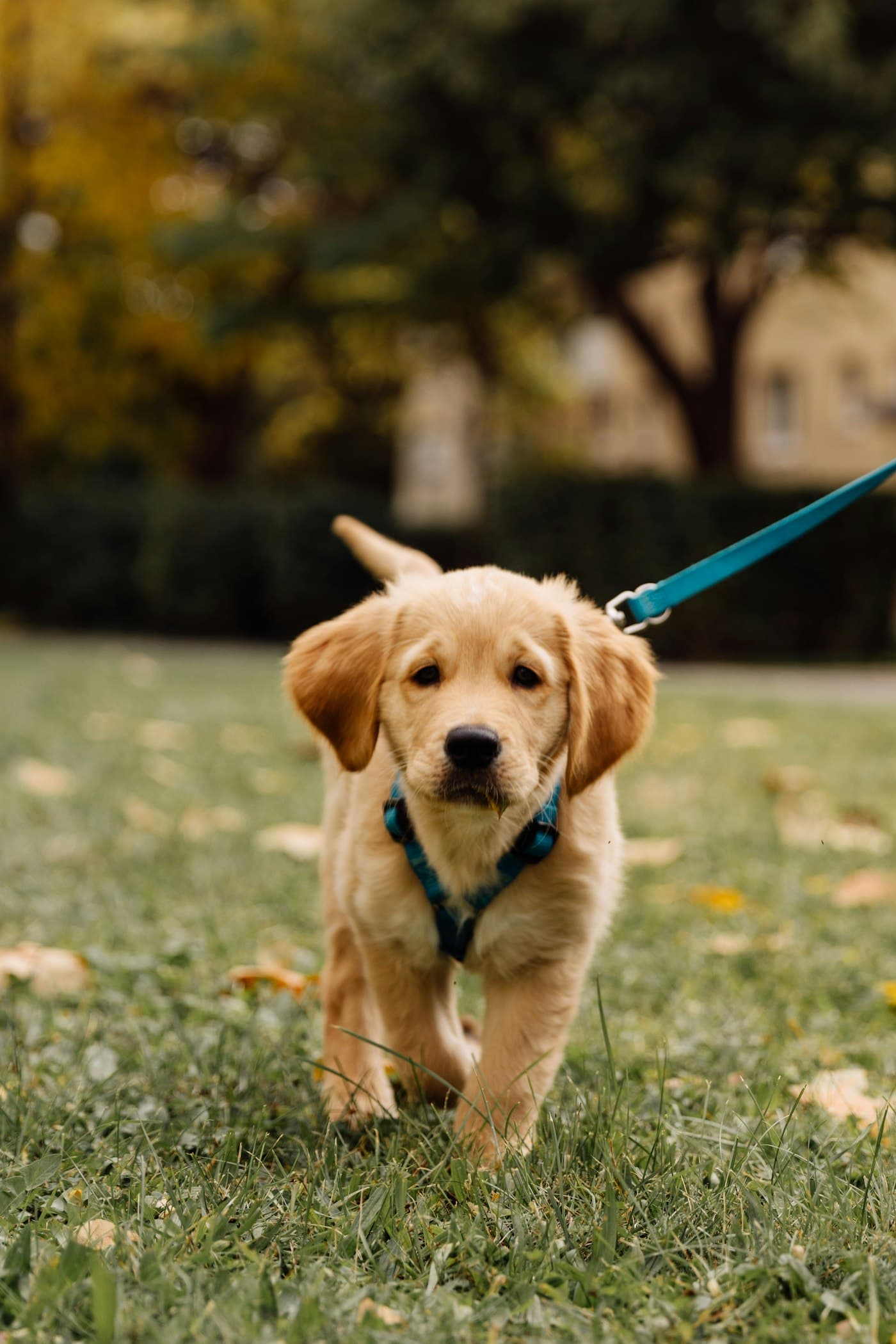 Golden-Retriever-Welpe läuft an der Leine über den Rasen