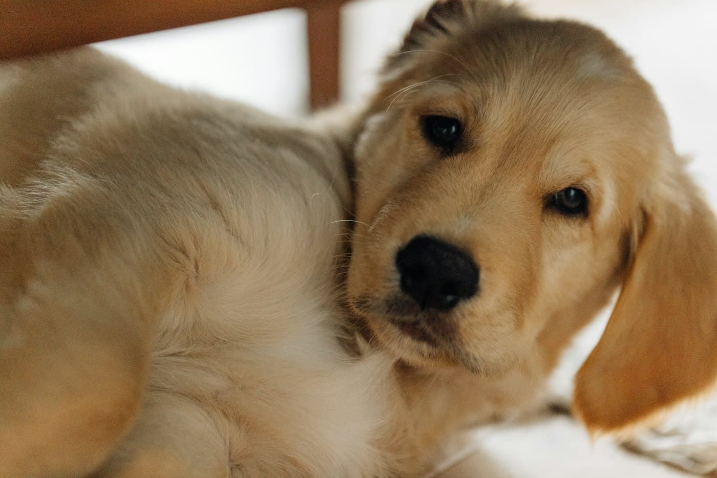 Golden-Retriever-Welpe liegt entspannt auf dem Boden