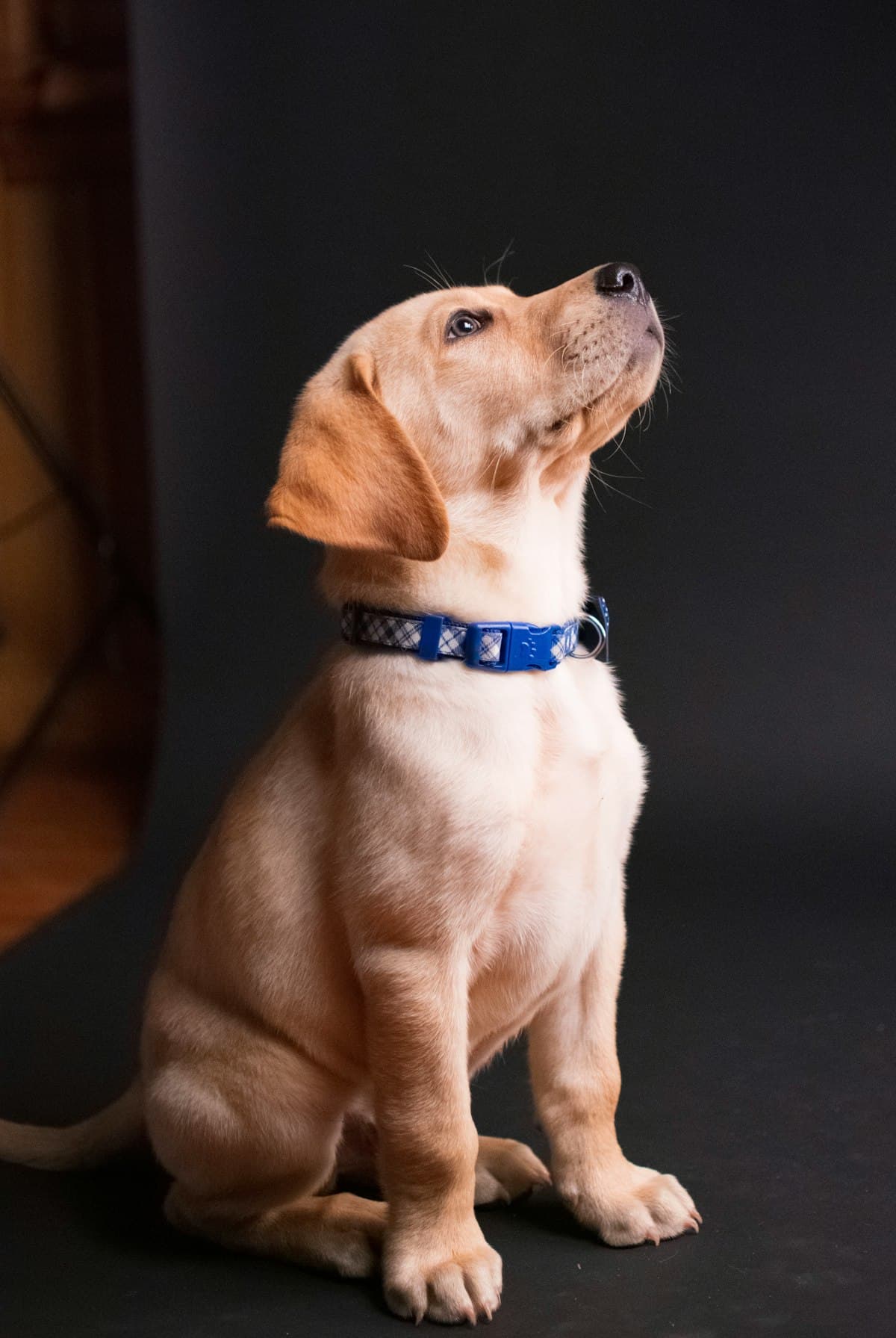 Heller Labrador-Welpe sitzt und schaut nach oben