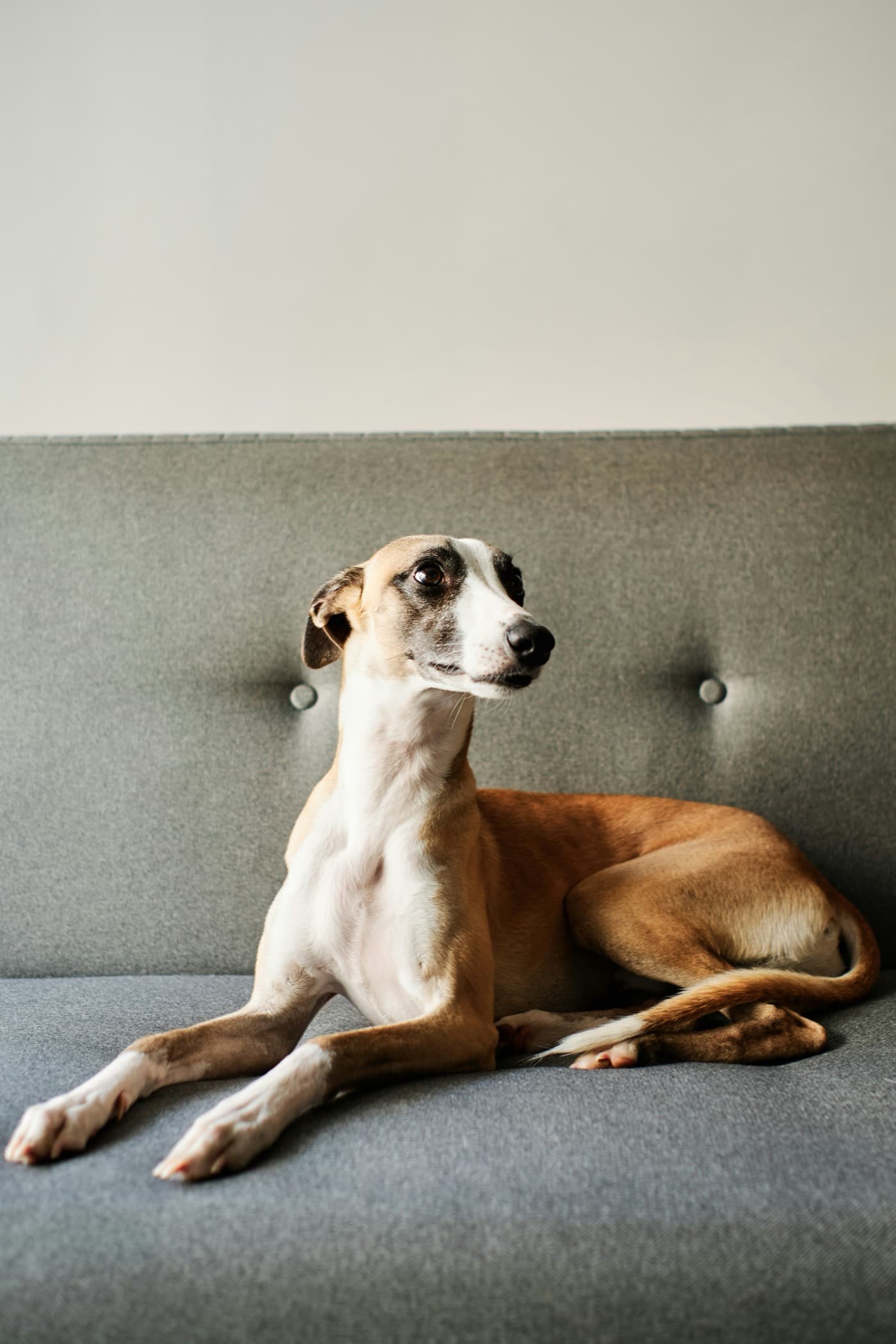 Schlanker, kurzhaariger Windhund in Hellbraun und Weiß liegt entspannt auf einem grau bezogenen Sofa