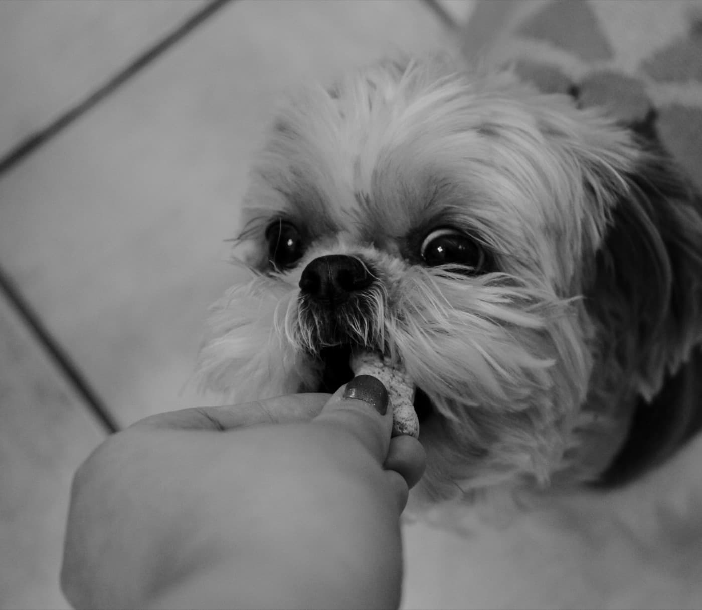 Ein kleiner langhaariger Hund nimmt ein Futterstück aus einer Hand, Schwarz-Weiß-Foto