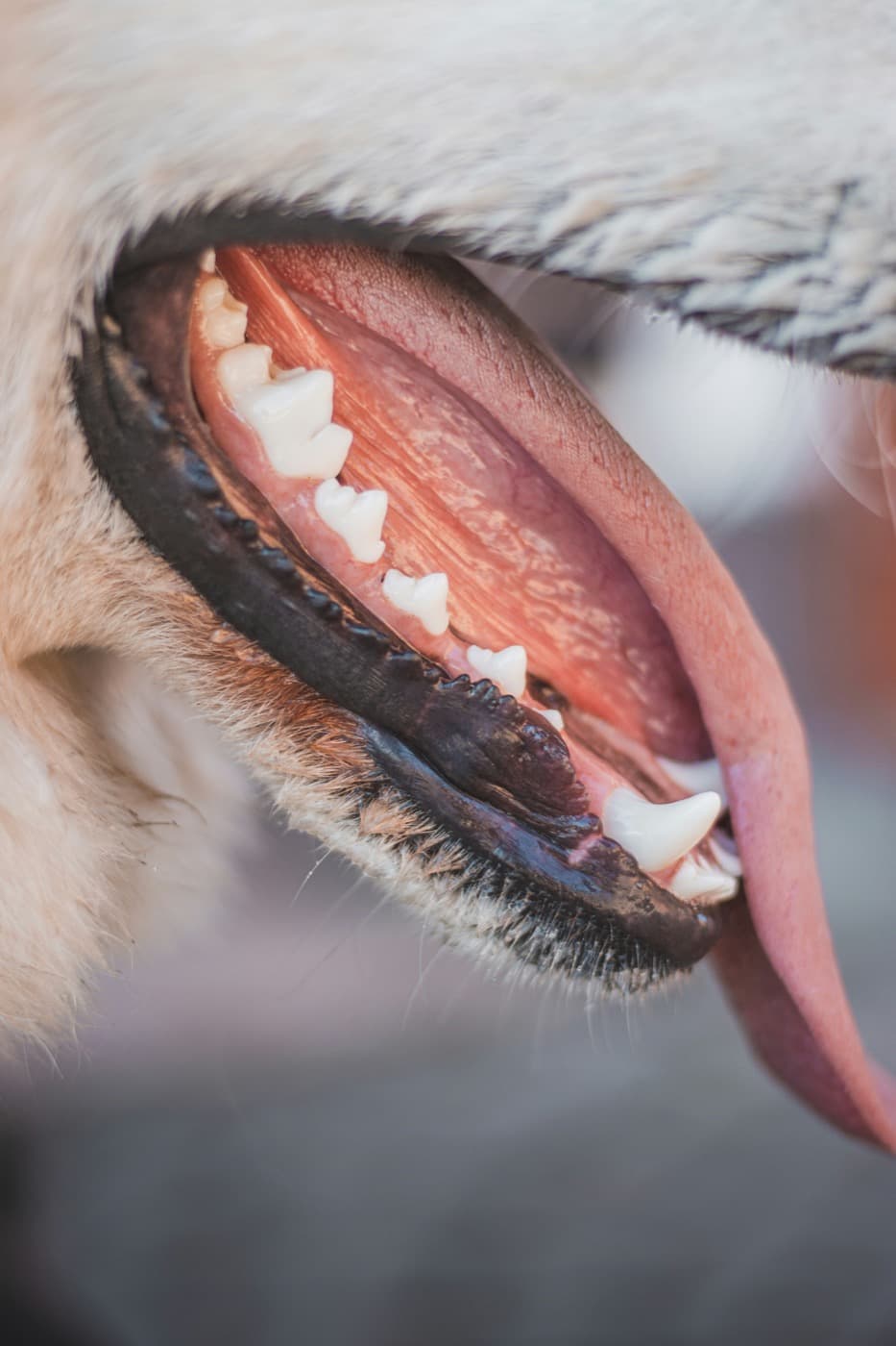 Nahaufnahme eines geöffneten Hundemauls mit Zähnen, Zahnfleisch und Zunge