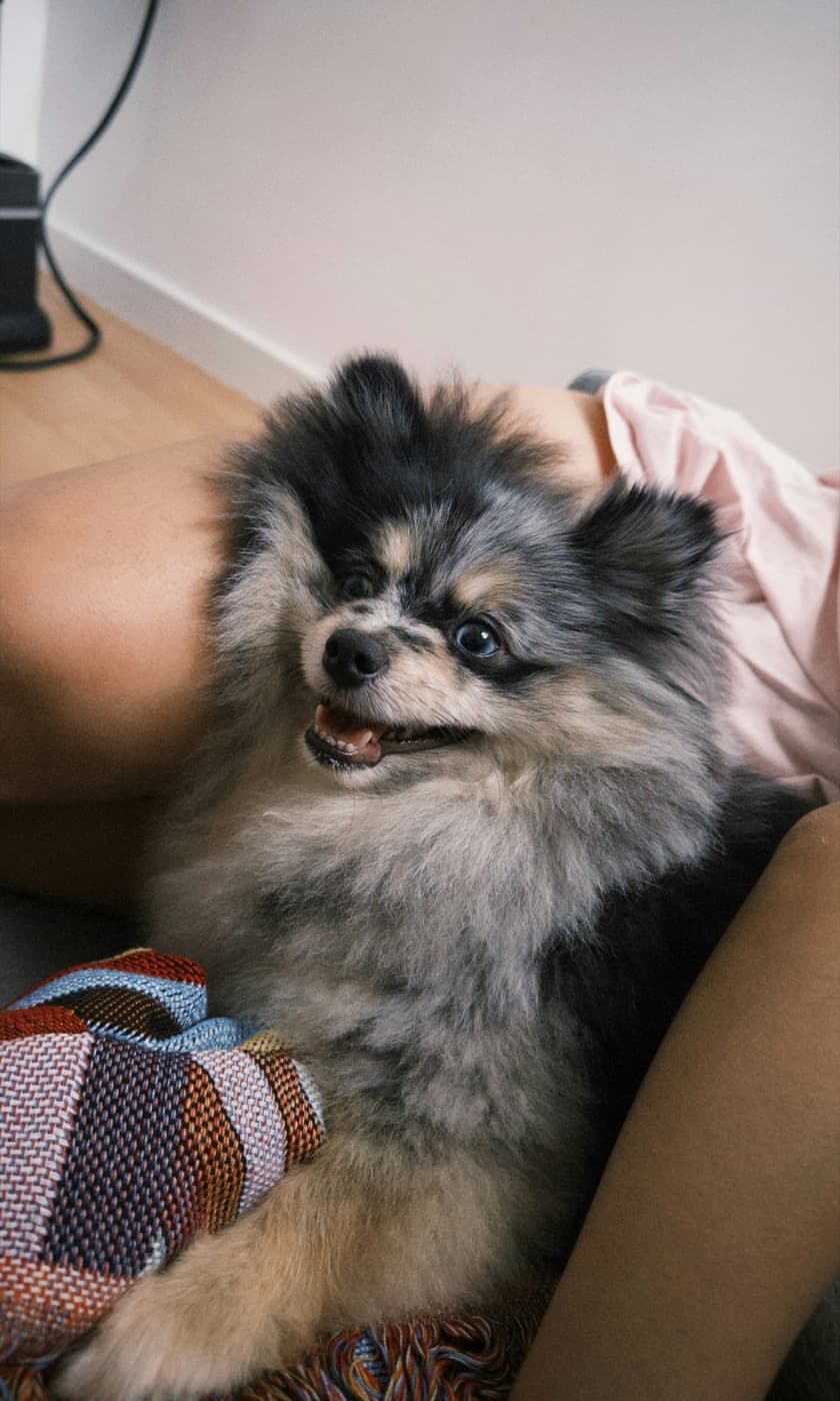 Ein kleiner Spitz kuschelt sich auf einer bunten Decke eng an seinen Menschen.