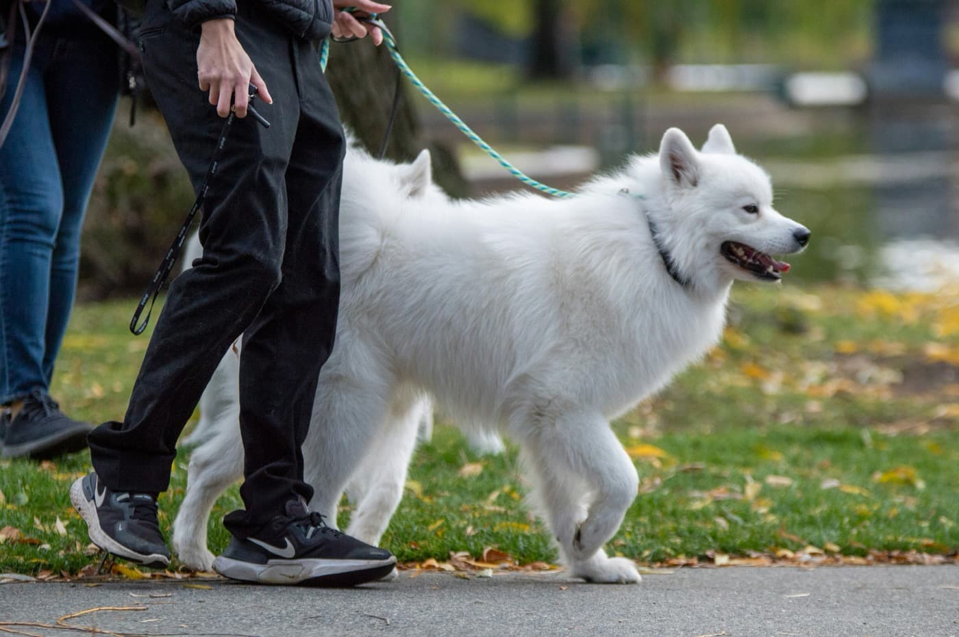 Ein weißer Samojede läuft an lockerer Leine neben seinem Menschen durch einen Park im Herbst.