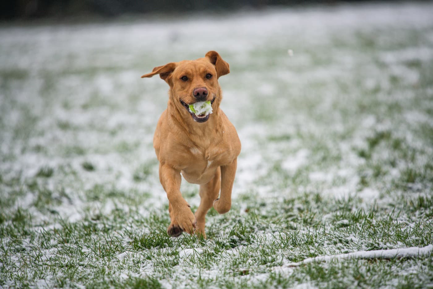 Hellbrauner Hund rennt mit einem Ball im Maul über eine leicht verschneite Wiese auf die Kamera zu