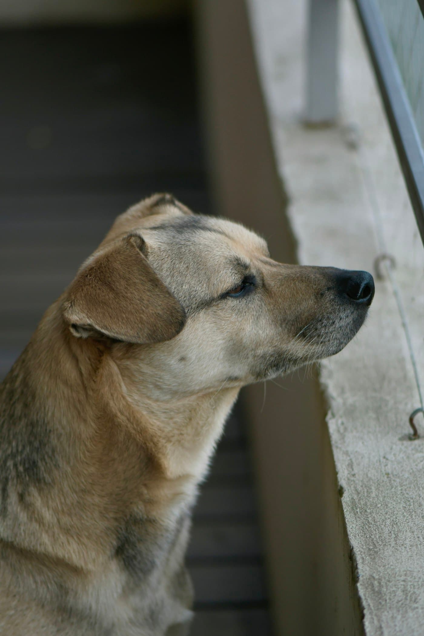 Hund blickt wachsam zur Seite