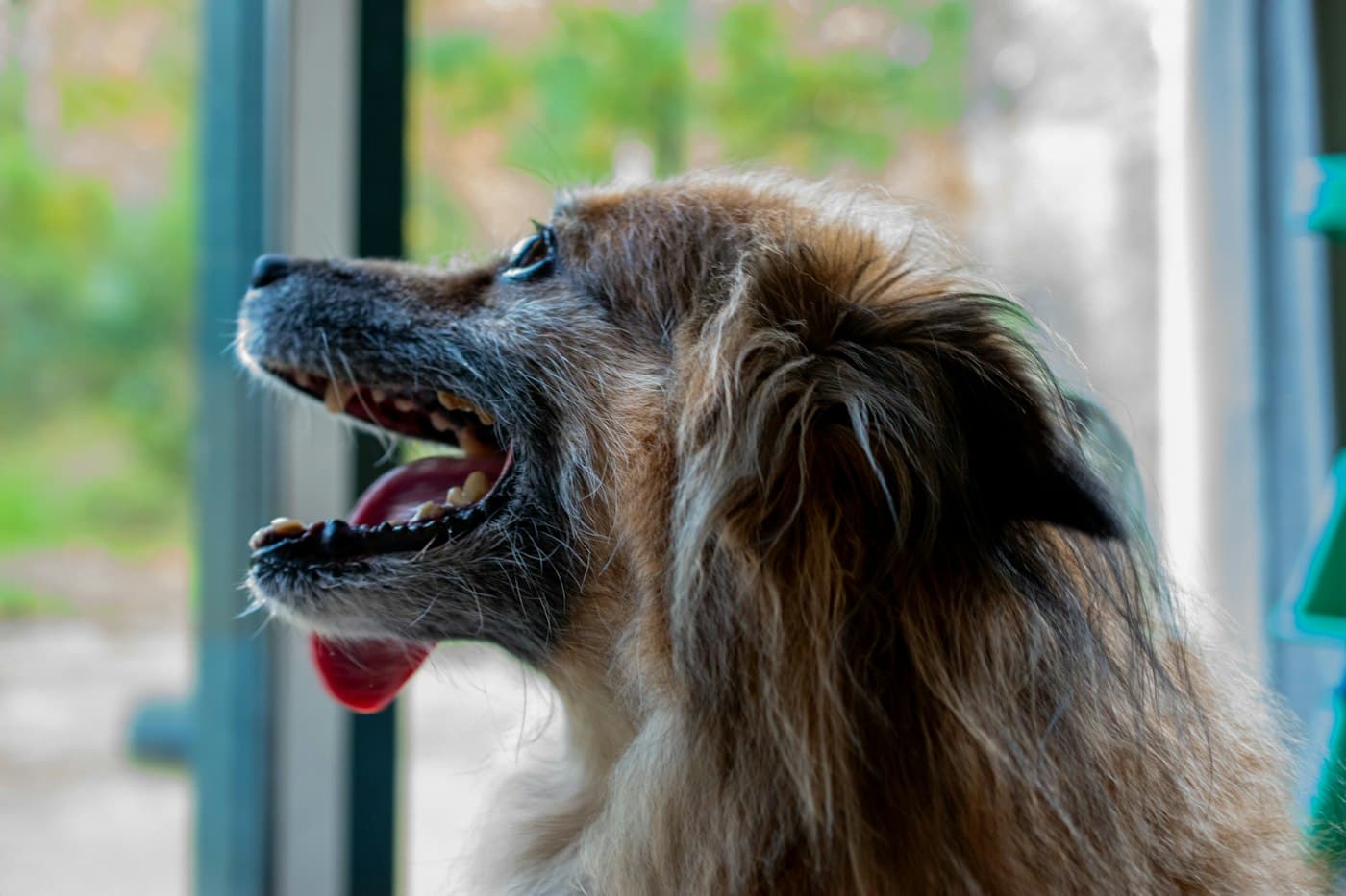 Hund mit offenem Maul am Fenster