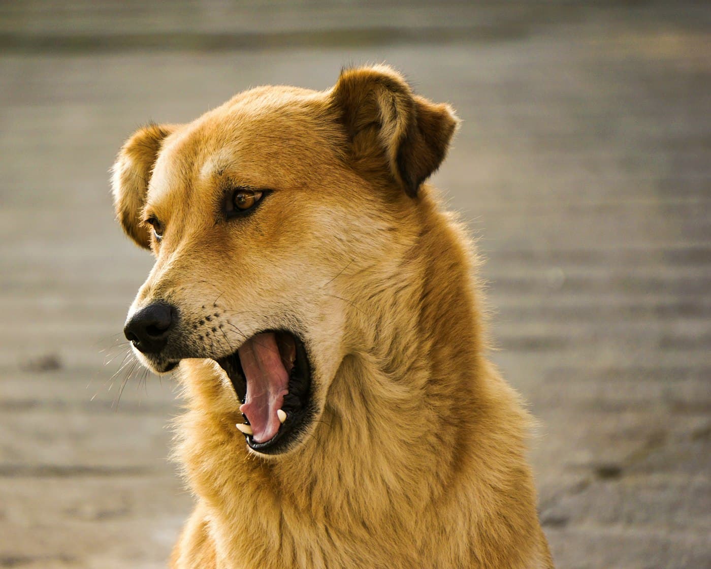 Hund mit weit geöffnetem Maul