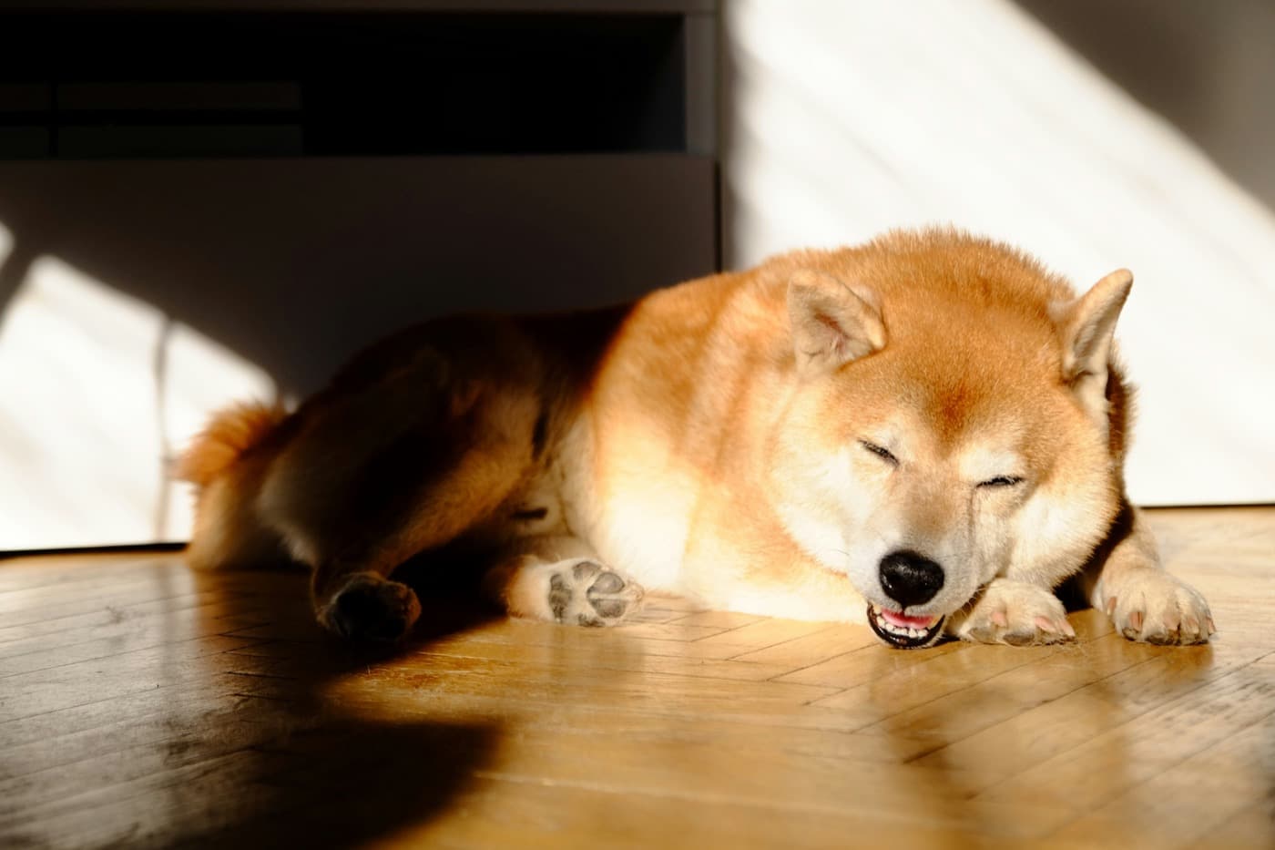 Rotblonder Hund liegt entspannt in der Sonne auf dem Holzboden und döst