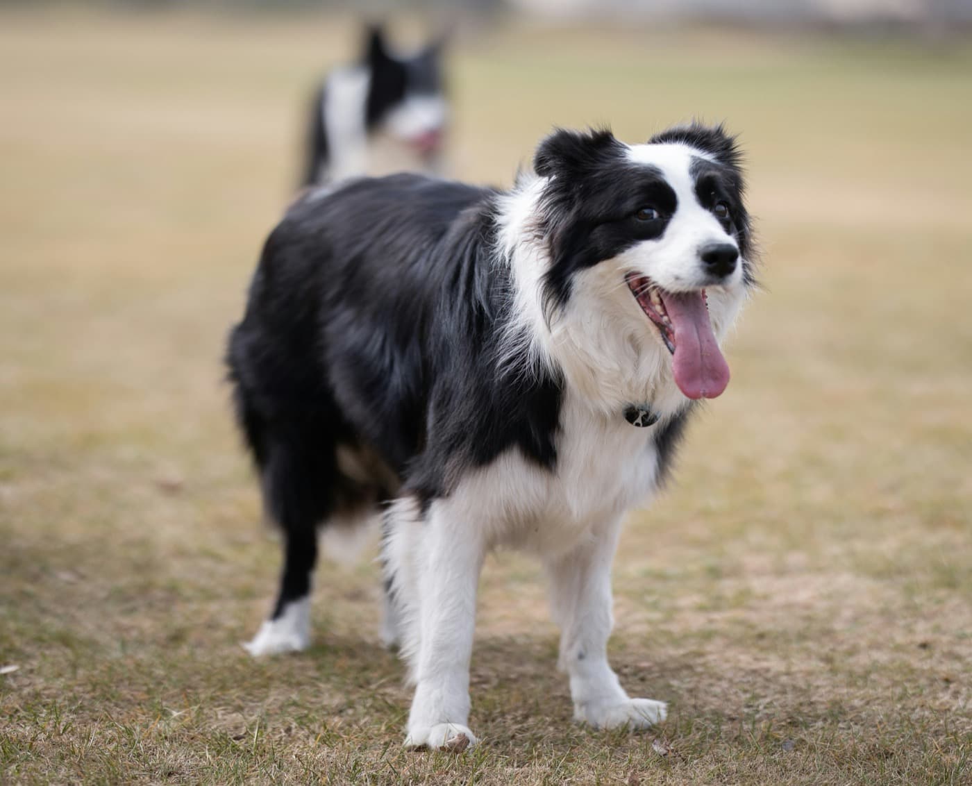 Schwarz-weißer Border Collie steht auf einer Wiese und hechelt