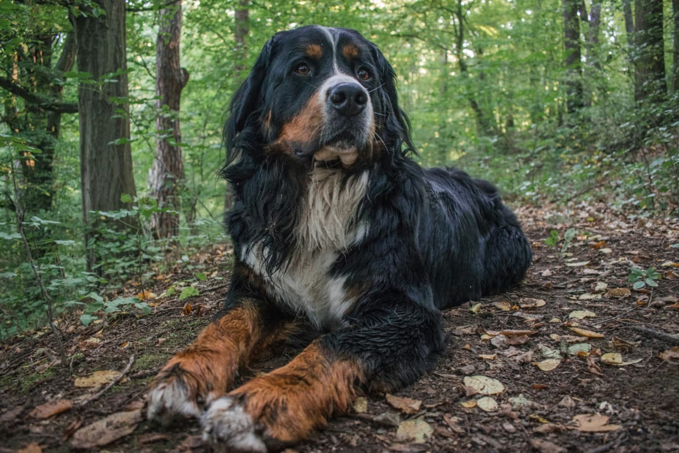 Berner Sennenhund liegt entspannt auf dem Waldboden zwischen Laub