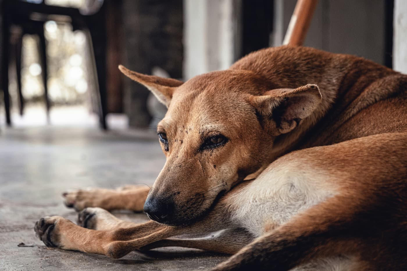 Hellbrauner, kurzhaariger Hund liegt auf einem Steinboden und döst
