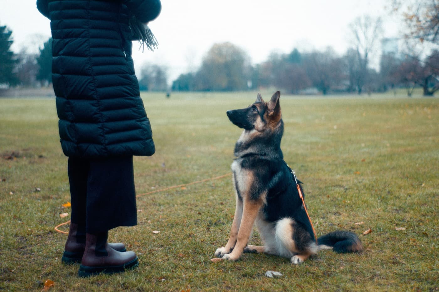 Ein junger Hund an der Schleppleine sitzt im Park vor seinem Menschen und schaut zu ihm hoch